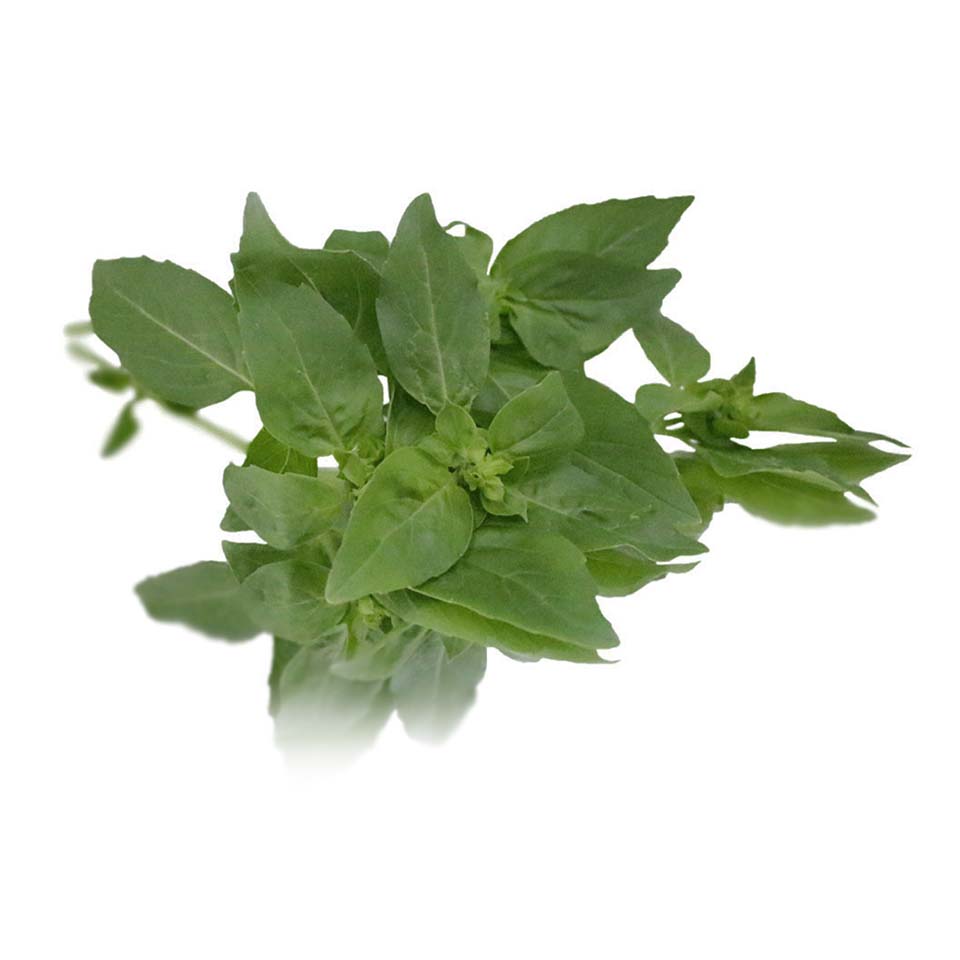 collins-nurtured-Basil 100g